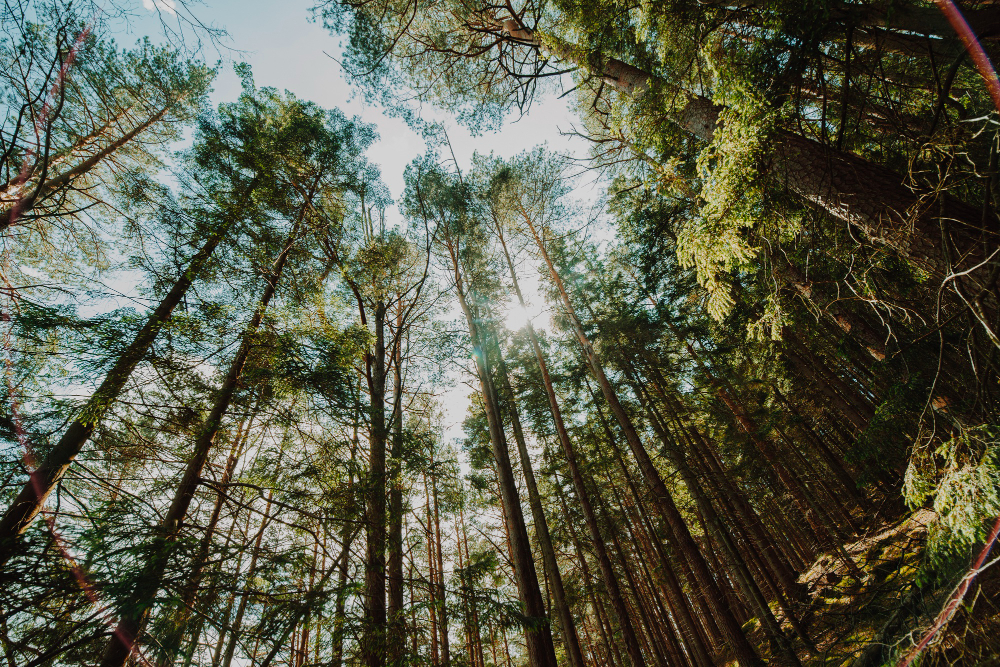 Actualizada la nueva declaración medioambiental 2022, te contamos los detalles más importantes