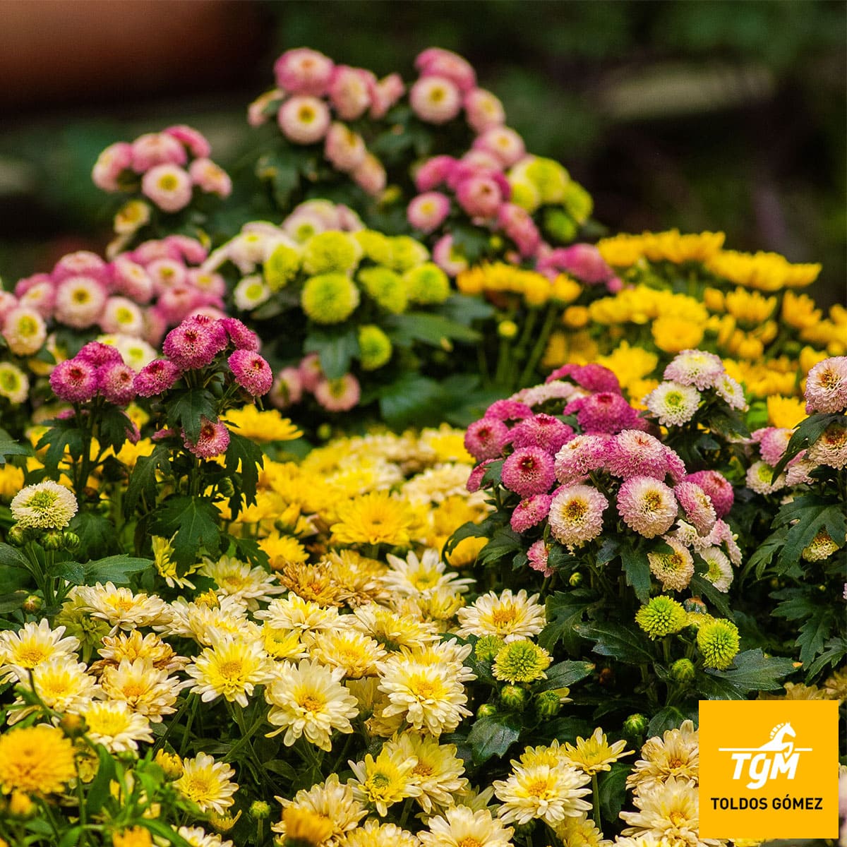 Plantas decorar terraza jardín todo año