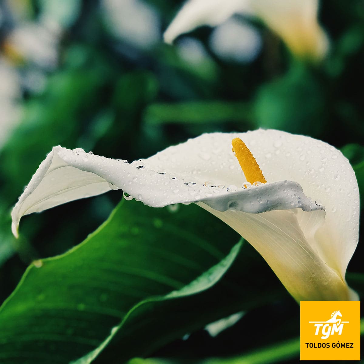 Es primavera: recibe al buen tiempo con flores y plantas para tu terraza